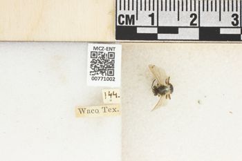 Media type: image;   Entomology 771002 Aspect: Labels
